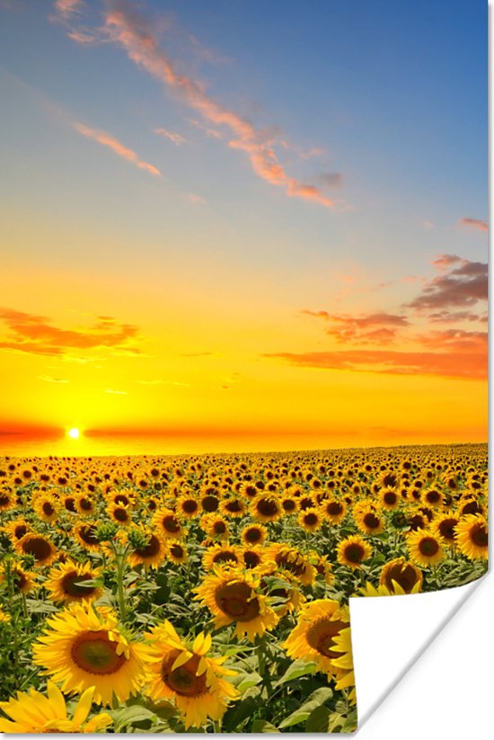 Poster Bloemen - Zonnebloem - Zonsondergang - Nacht - Oranje