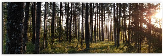 WallClassics - Dibond - Veel Bomen in het Bos bij Zonsondergang - 60x20 cm Foto op Aluminium (Wanddecoratie van metaal)