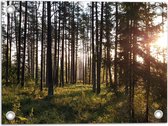 WallClassics - Tuinposter – Veel Bomen in het Bos bij Zonsondergang - 40x30 cm Foto op Tuinposter  (wanddecoratie voor buiten en binnen)