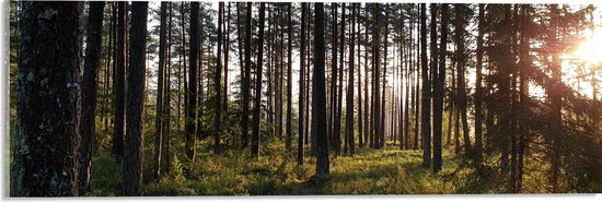 WallClassics - Acrylglas - Veel Bomen in het Bos bij Zonsondergang - 60x20 cm Foto op Acrylglas (Wanddecoratie op Acrylaat)