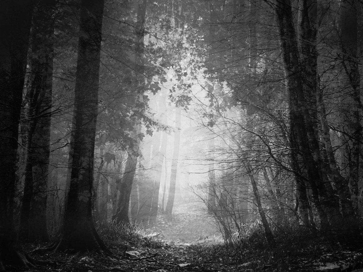 Fotobehang - Forest of shadows.