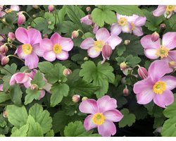 6 x Anemone hupehensis 'Jasmine' - Anemoon in pot 9 x 9 cm