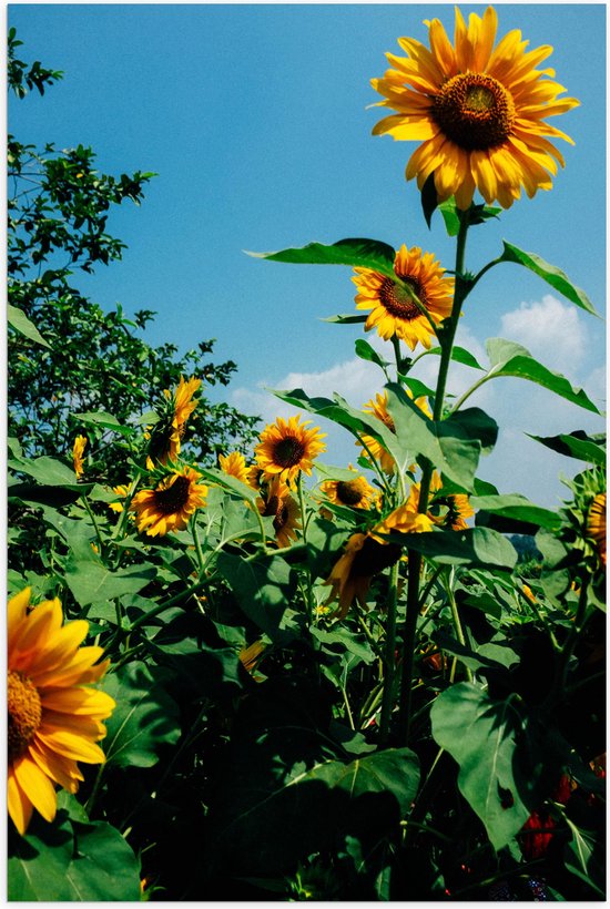 WallClassics - Poster Glanzend – Zonnebloemen in het Veld met Stralende Lucht - 70x105 cm Foto op Posterpapier met Glanzende Afwerking