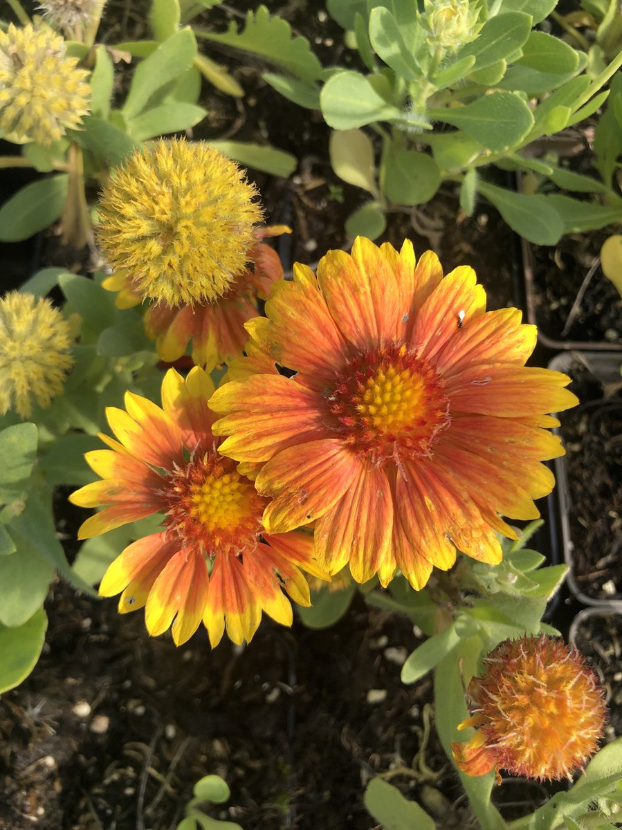 6 x Gaillardia 'Arizona Apricot' - Kokardebloem in pot 9 x 9 cm