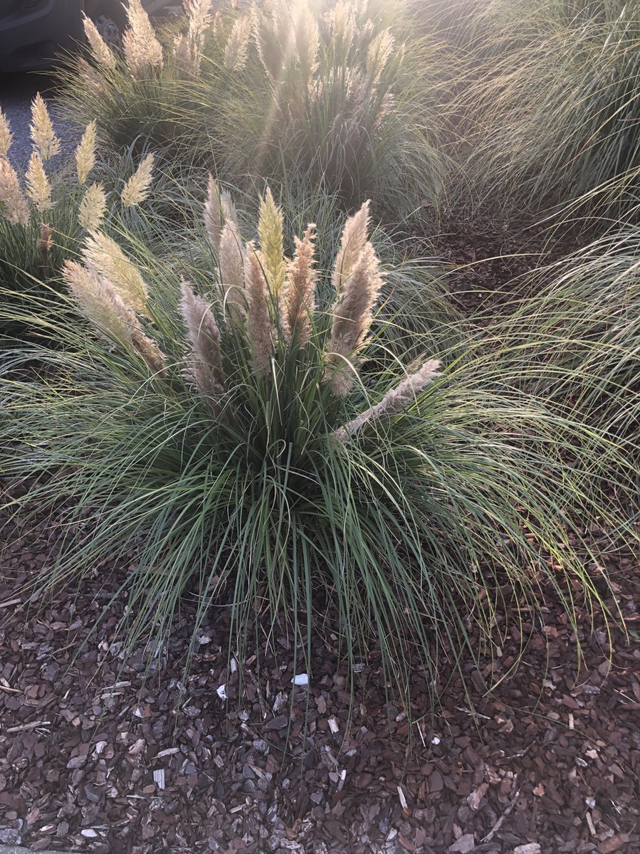 6 x Cortaderia sell. 'Tiny Pampa' Pampasgras in pot 9 x 9 cm bol