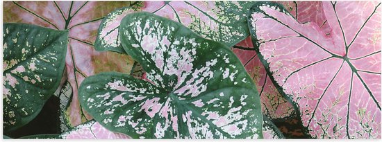 WallClassics - Poster Glanzend – Tinhorão Groen-Roze Plant - 60x20 cm Foto op Posterpapier met Glanzende Afwerking