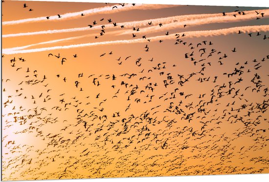 WallClassics - Dibond - Heel veel Vogels in de Lucht met Zonsondergang - 120x80 cm Foto op Aluminium (Wanddecoratie van metaal)