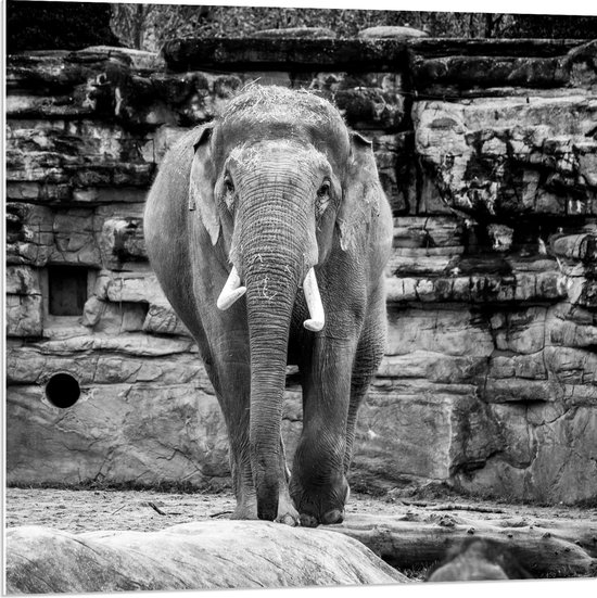 WallClassics - PVC Schuimplaat - Olifant in de dierentuin Zwart - Wit - 80x80 cm Foto op PVC Schuimplaat (Met Ophangsysteem)