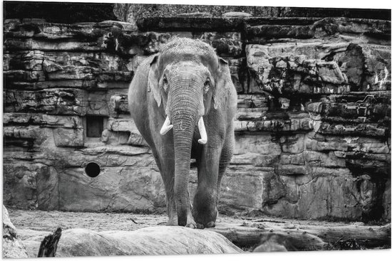 WallClassics - Drapeau - Éléphant au zoo Zwart - Wit - 90x60 cm Photo sur Drapeau Polyester