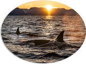 WallClassics - PVC Schuimplaat Ovaal - Orca's in de Zee - 96x72 cm Foto op Ovaal  (Met Ophangsysteem)