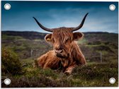 WallClassics - Tuinposter – Schotse Hooglander in de Heuvels - 40x30 cm Foto op Tuinposter  (wanddecoratie voor buiten en binnen)