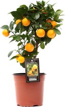 Citrus Calamondin ↨ 25cm - hoge kwaliteit planten