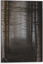 WallClassics - Dibond - Mist tussen Hoge Witte Bomen - 40x60 cm Foto op Aluminium (Wanddecoratie van metaal)