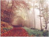 WallClassics - Poster (Mat) - Mistig Herfstbos - 40x30 cm Foto op Posterpapier met een Matte look