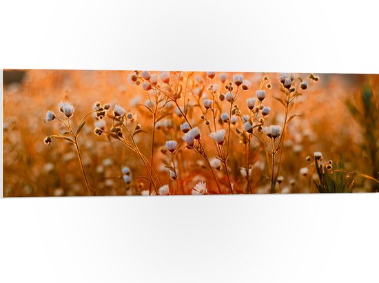 WallClassics - PVC Schuimplaat- Openklappende Madeliefjes in het Veld - 120x40 cm Foto op PVC Schuimplaat