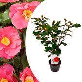 Plant in a Box - Camellia japonica Dr. King - Japanse roos - Camellia plant winterhard - Pot 15cm - Hoogte 50-60cm