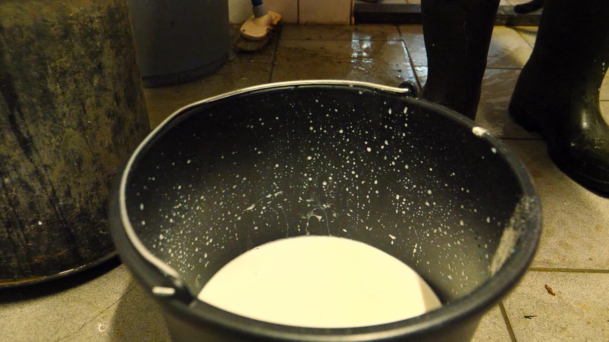 Excellent Crypto block voor kalveren - Voor een goed afweersysteem -  Aanvullend... | bol