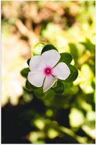 WallClassics - Poster Glossy - Bloem Rose Clair - 40x60 cm Photo sur Papier Poster avec Finition Brillante