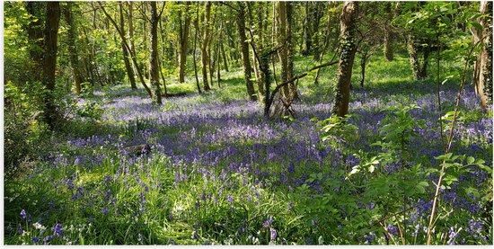 WallClassics - Poster (Matte) - Lavande dans une forêt - 100x50 cm Photo sur Papier Poster d'aspect Mat