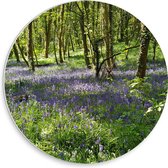 WallClassics - Cercle mural en panneau de mousse PVC - Lavande en forêt - Photo 30x30 cm sur cercle mural (avec système de suspension)