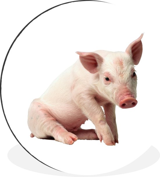 Porcelet assis sur fond blanc Cercle mural aluminium ⌀ 60 cm - tirage photo sur cercle mural / cercle vivant / cercle de jardin (décoration murale)