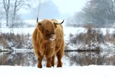 Wanddecoratie 100 x 70 cm wit Dibond Schotse Hooglander in sneeuw – Vechtdal Hooglanders
