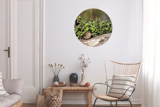 Troglodyte parmi les plantes vertes sur un tronc d'arbre Cercle mural aluminium ⌀ 60 cm - impression photo sur cercle mural / cercle vivant / cercle de jardin (décoration murale)