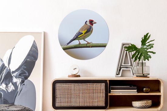 Un pinson coloré sur une branche Cercle mural aluminium ⌀ 60 cm - impression photo sur cercle mural / cercle vivant / cercle de jardin (décoration murale)