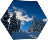 WallClassics - Dibond Hexagon - Hoge Smalle Bomen in de Sneeuw met Zon - 60x52.2 cm Foto op Hexagon (Met Ophangsysteem)