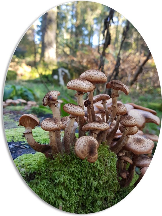 WallClassics PVC Schuimplaat Ovaal Hoopje Bruine Paddenstoelen op Mos 51x68 cm... bol