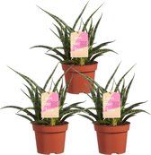 Kamerplanten van Botanicly – 3 × Vrouwentongen – Hoogte: 30 cm – Sansevieria Fernwood Punk