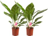 Kamerplanten van Botanicly – 2 × Flamingoplant – Hoogte: 60 cm – Anthurium Jungle King