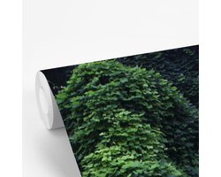Behang - Fotobehang Gekleurde kudzu tijdens een heldere middag - Breedte 150 cm x hoogte 220 cm