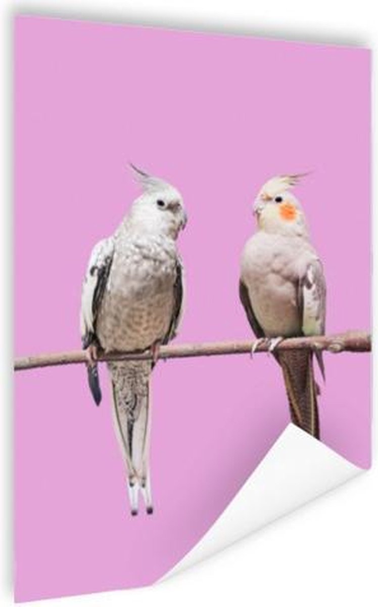 Poster Valkparkieten - 60x80 cm