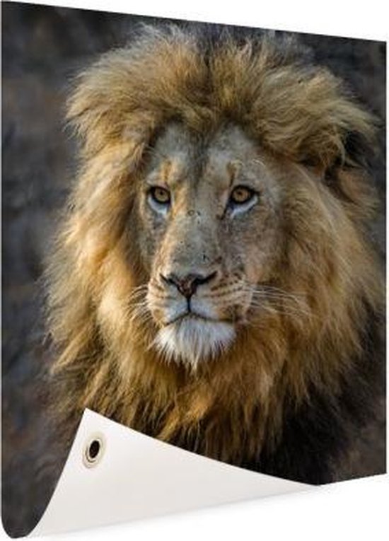 Poster Jardin Roi Lion 40x60 cm - petit - Toile de jardin / Toile d'extérieur / Peintures d'extérieur (décoration de jardin)