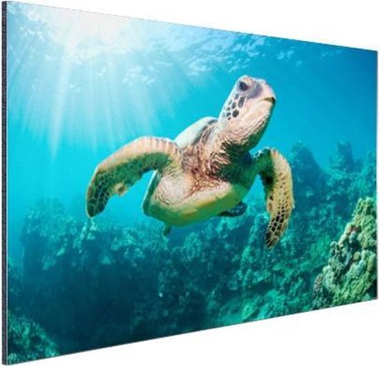 Tirage photo tortue de natation Aluminium 90x60 cm - Tirage photo sur aluminium (décoration murale en métal)