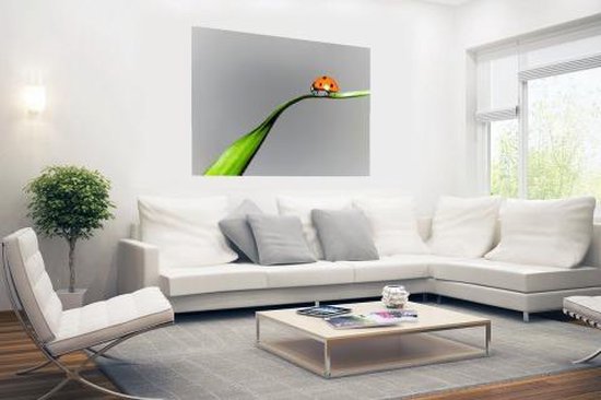 Poster Coccinelle printanière sur herbe 150x75 cm - Tirage photo sur Poster (décoration murale salon / chambre) / Poster Animaux
