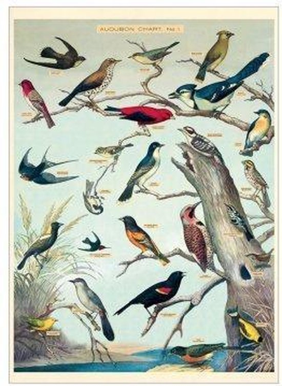 Cavallini & Co Vintage Vögel Poster – 50x70 Cm, Matt, Naturmotiv Fürs Wohnzimmer