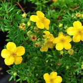 Potentilla Fruticosa 'Goldfinger' - Ganzerik|Vijfvingerkruid - 25-30 cm in pot: Rijkbloeiend met heldergele bloemen.