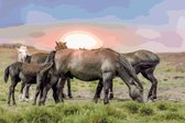 Diamond Painting pakket volwassenen | Paarden bij Zonsondergang - 80 x 120 cm | Volledige bedekking met vierkante steentjes | FULL | DP Diamond Paintings
