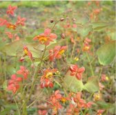 6 x Epimedium Warleyense - Elfenbloem pot 9x9 cm- Oranje-gele Schaduwplant