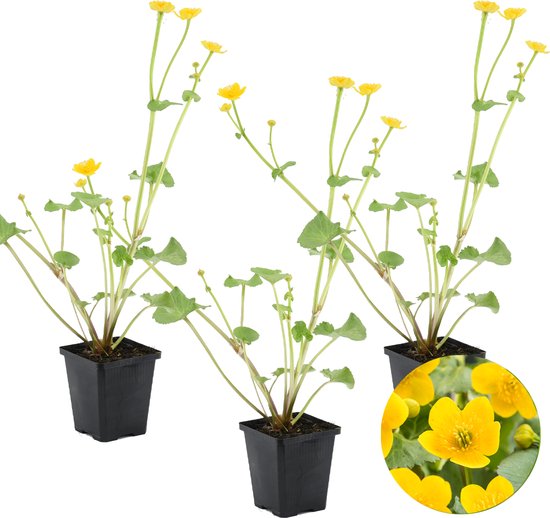 3x Caltha Palustris – Dotterbloem – Onderhoudsvriendelijk – Zone 1-2 – ⌀9cm - 15-25 cm