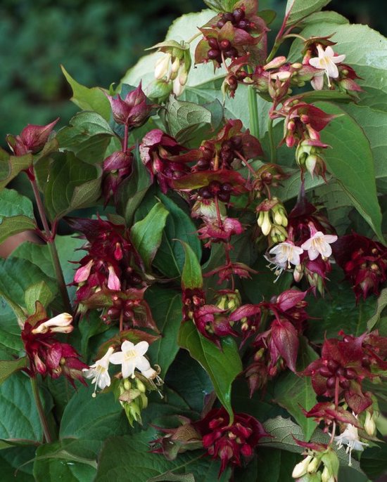 Leycesteria