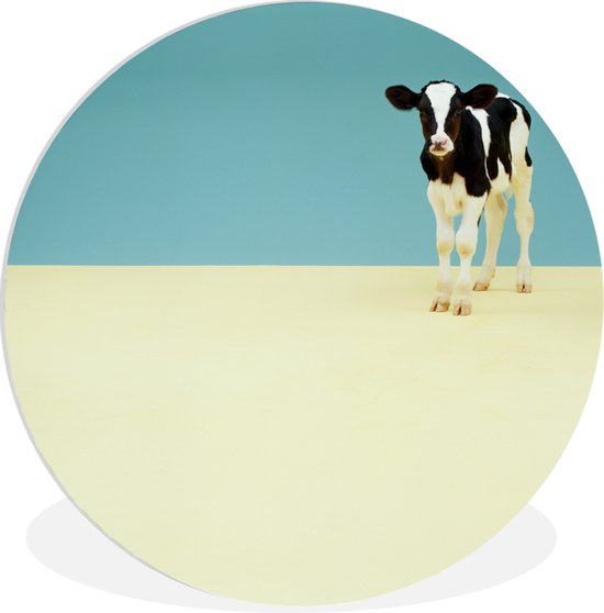 Joli veau de vache frison dans le studio Assiette en plastique cercle mural ⌀ 30 cm - impression photo sur cercle mural / cercle vivant (décoration murale)
