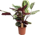 Plant in a Box - Calathea Marion - Luchtzuiverende kamerplant - Pot 21cm - Hoogte 60-70cm