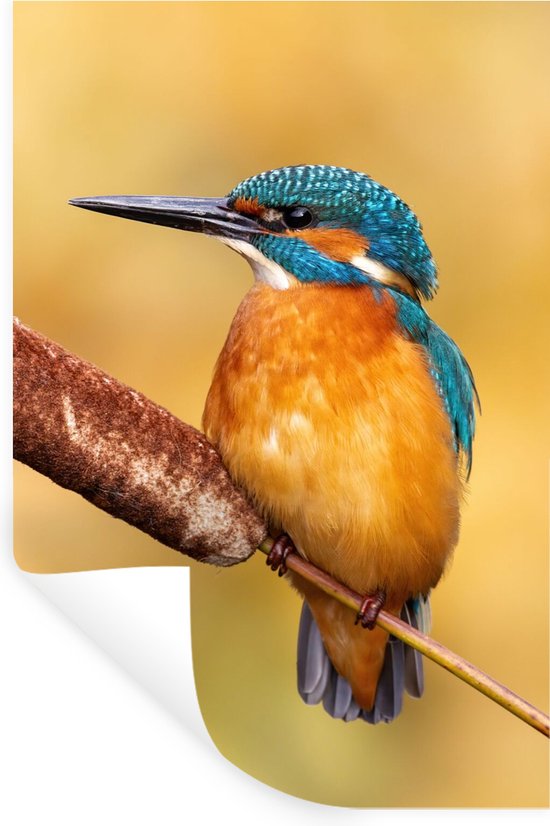 Stickers muraux - Martin-pêcheur - Nature - Vogel - 80x120 cm - Film adhésif