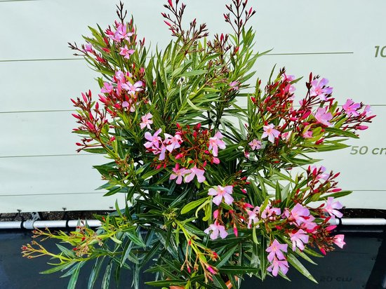 Nerium Oleander kopen - Bestel direct vanuit de kweker - Pots&Plants