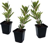 Plant in a Box - Arbutus Unedo - Set van 3 - Aardbeienboom - Witte lichtroze bloemen - Pot 9cm - Hoogte 25-40cm