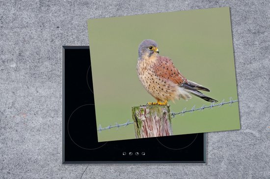 Een torenvalk zit op een houten paaltje met prikkeldraad, op een inductiekookplaat.