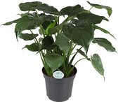 Alocasia Cucullata ↨ 130cm - hoge kwaliteit planten